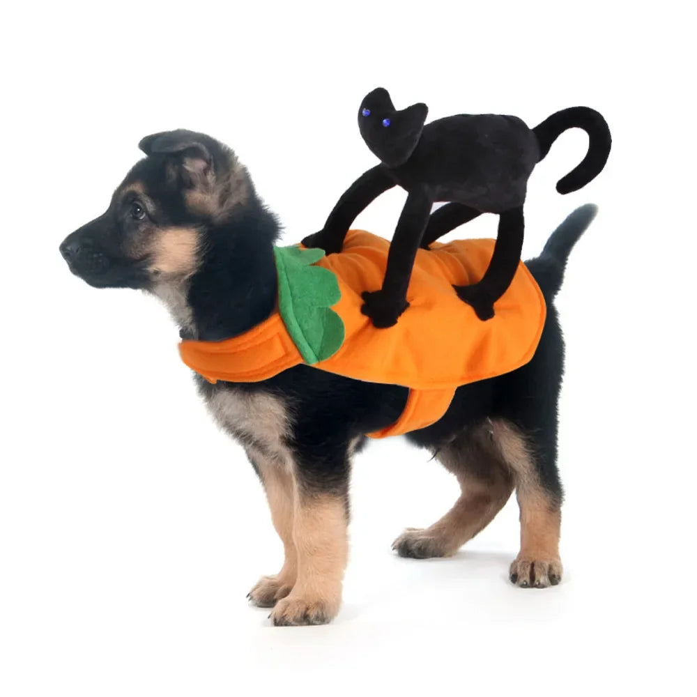 Dog wearing the black cat rider costume on an orange body piece