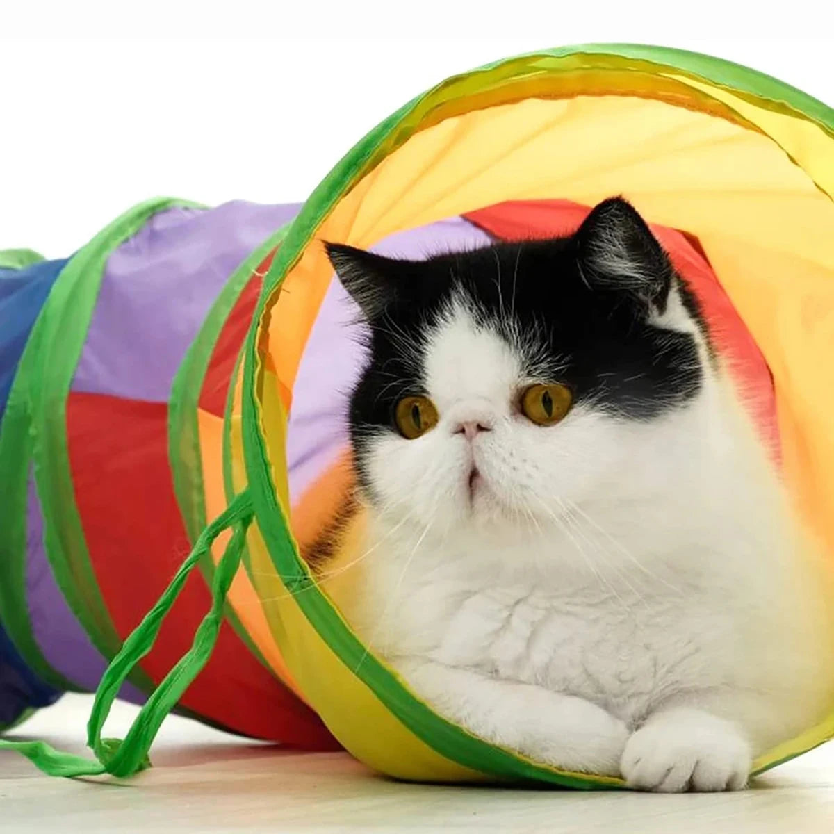 Cat peeking out of a foldable cat tunnel with dangling ball toy