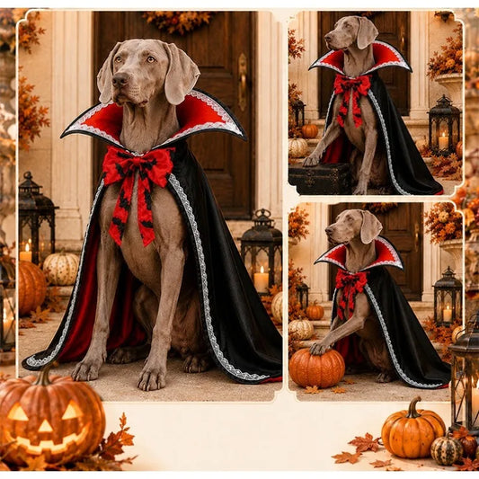 Dog wearing a black lace Halloween cape with a red bow