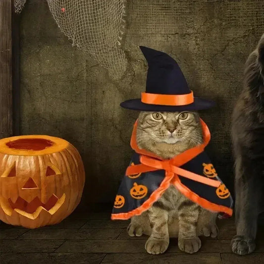 Cat wearing a black pumpkin-print Halloween cape and witch hat set